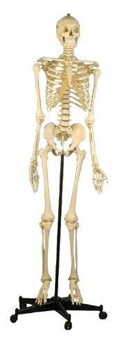 Homo-Skelett